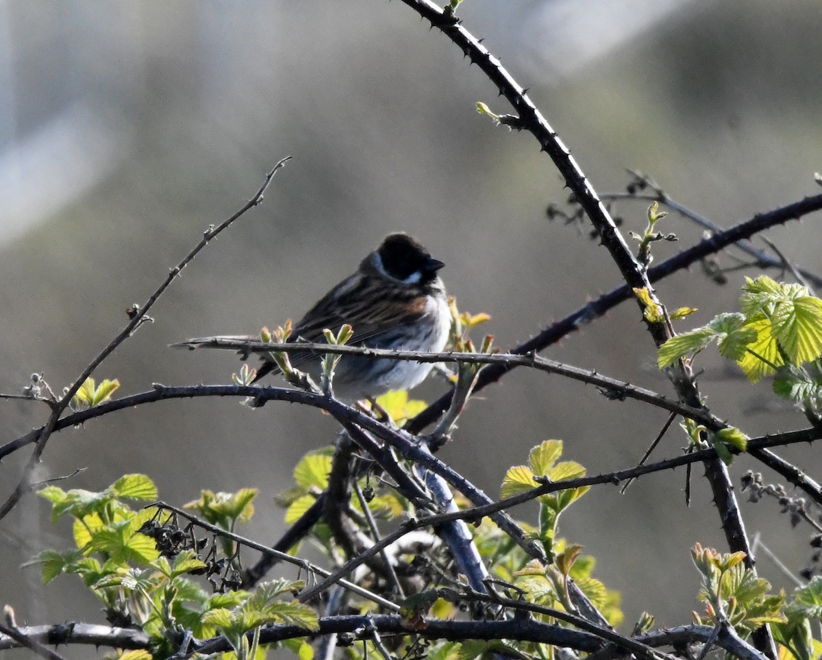 Reed Bunting - A Emmerson