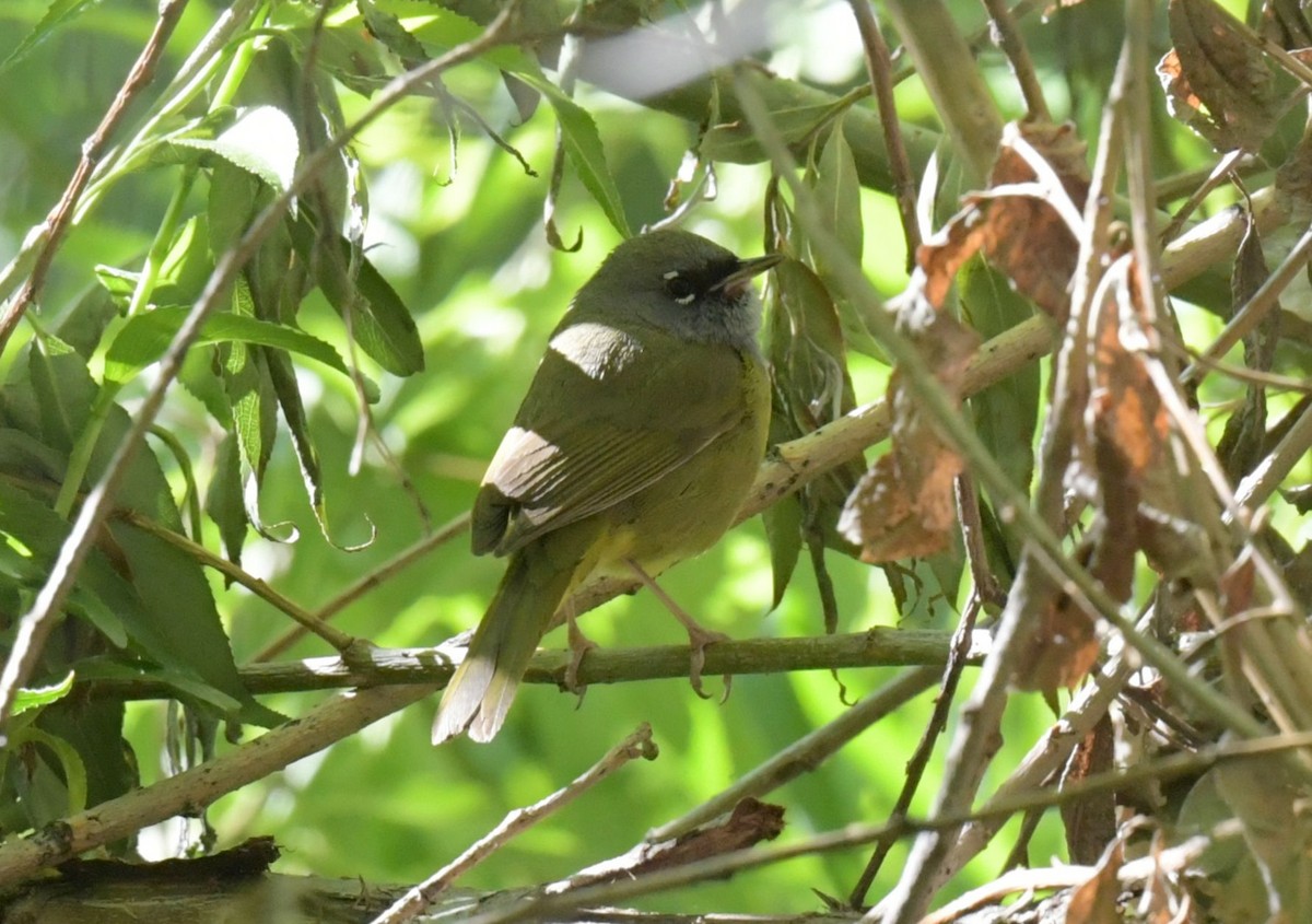 MacGillivray's Warbler - Ernest Crvich