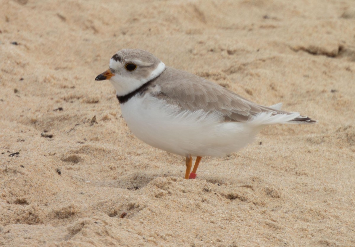 Piping Plover - Julie D'Annunzio