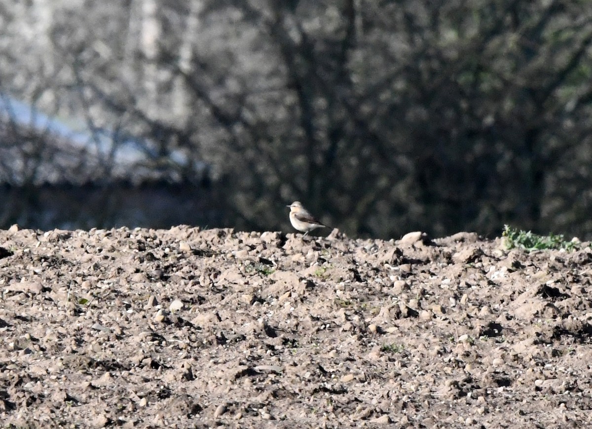 Northern Wheatear - A Emmerson