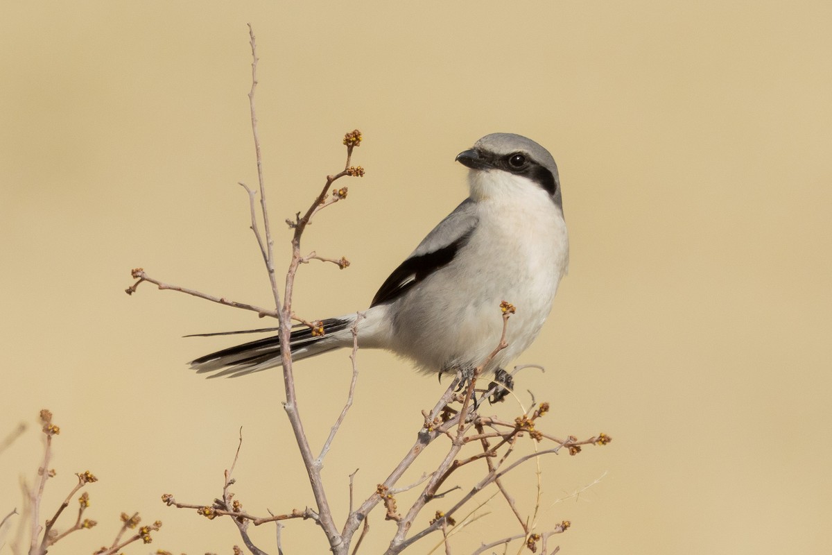 Loggerhead Shrike - Gordon Starkebaum