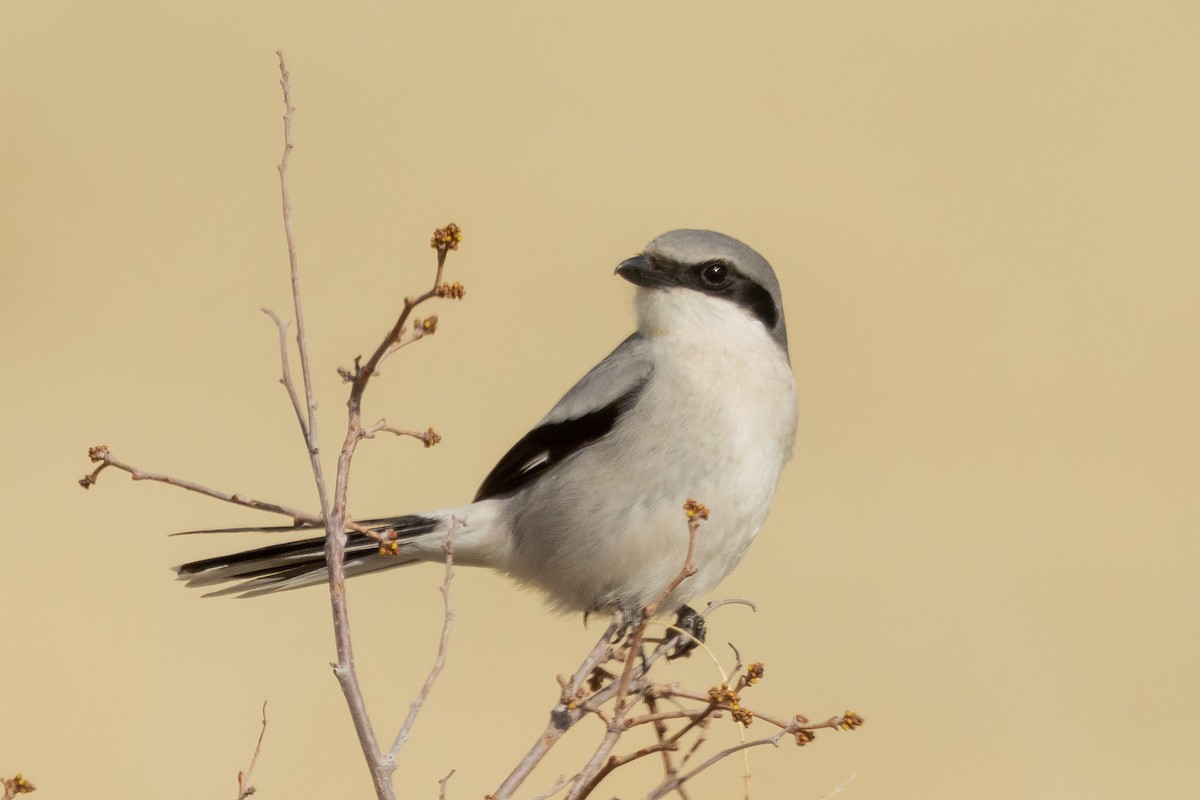 Loggerhead Shrike - Gordon Starkebaum