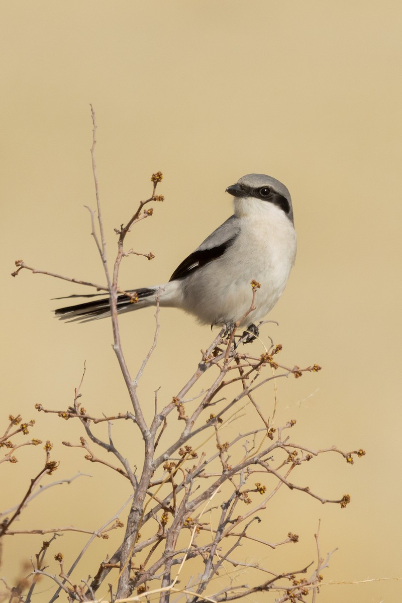 Loggerhead Shrike - Gordon Starkebaum