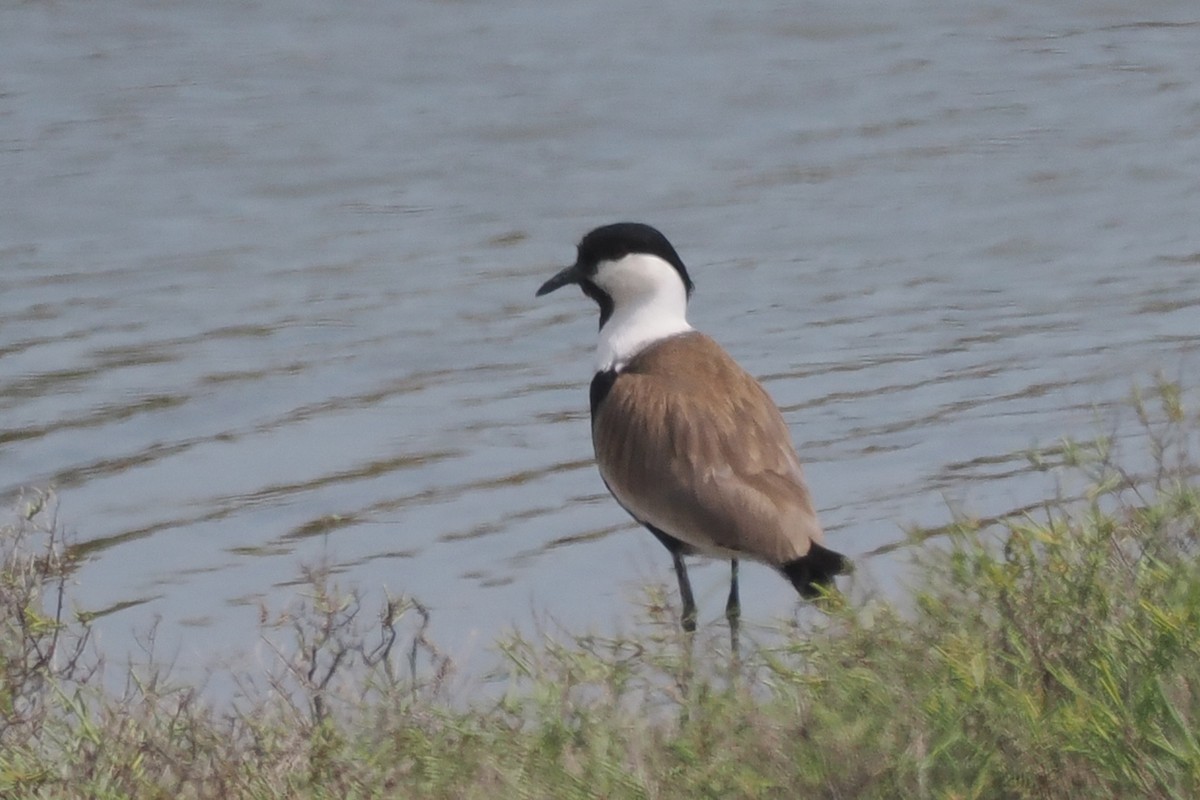 Spur-winged Lapwing - Donna Pomeroy