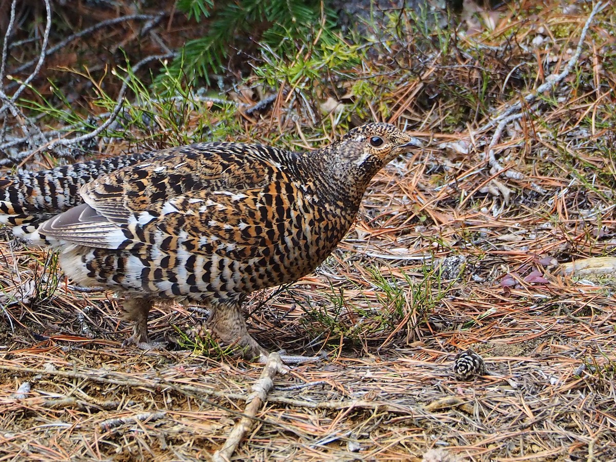 Spruce Grouse - Jeri Higgins