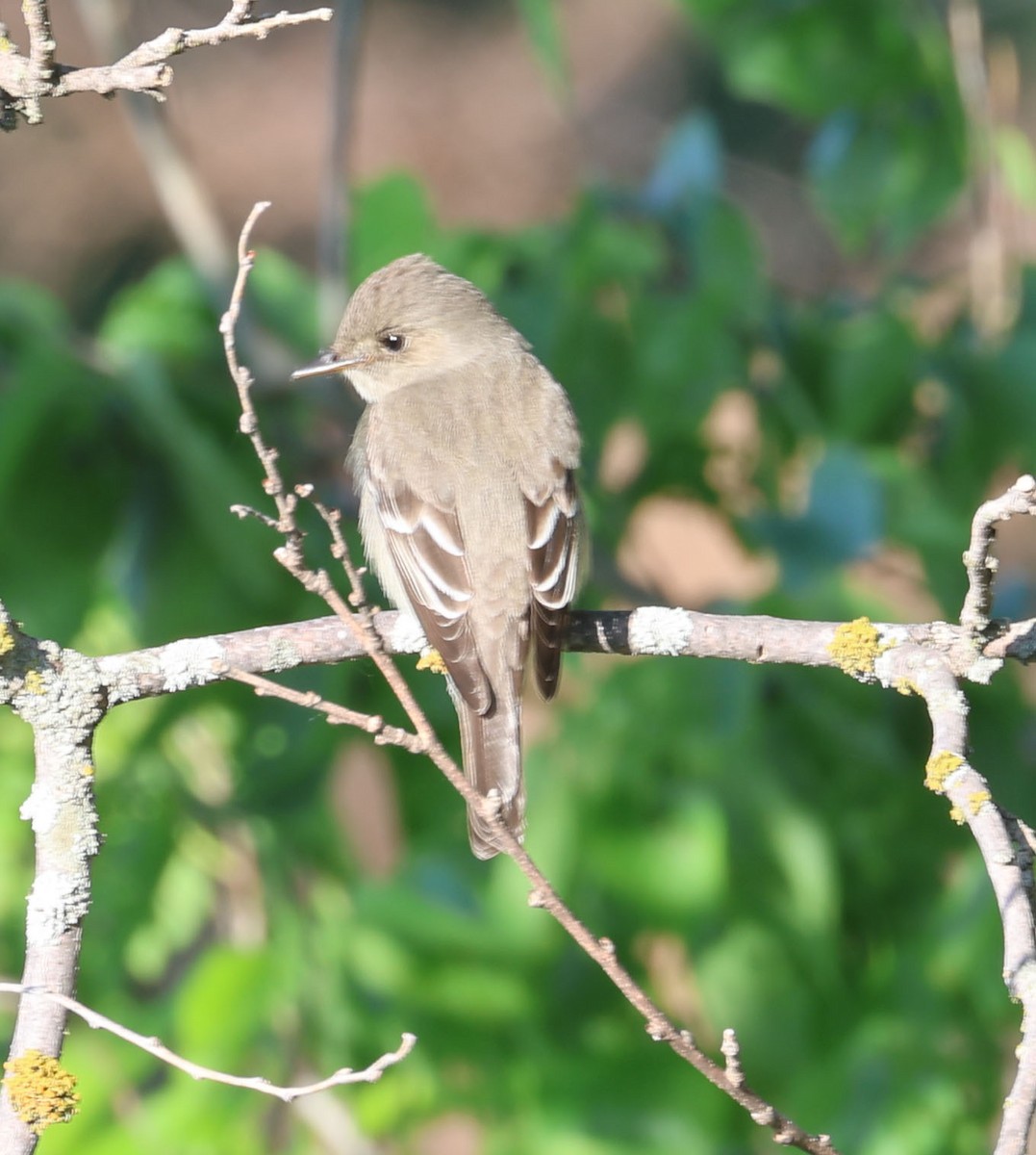 Western Wood-Pewee - Jacob C. Cooper