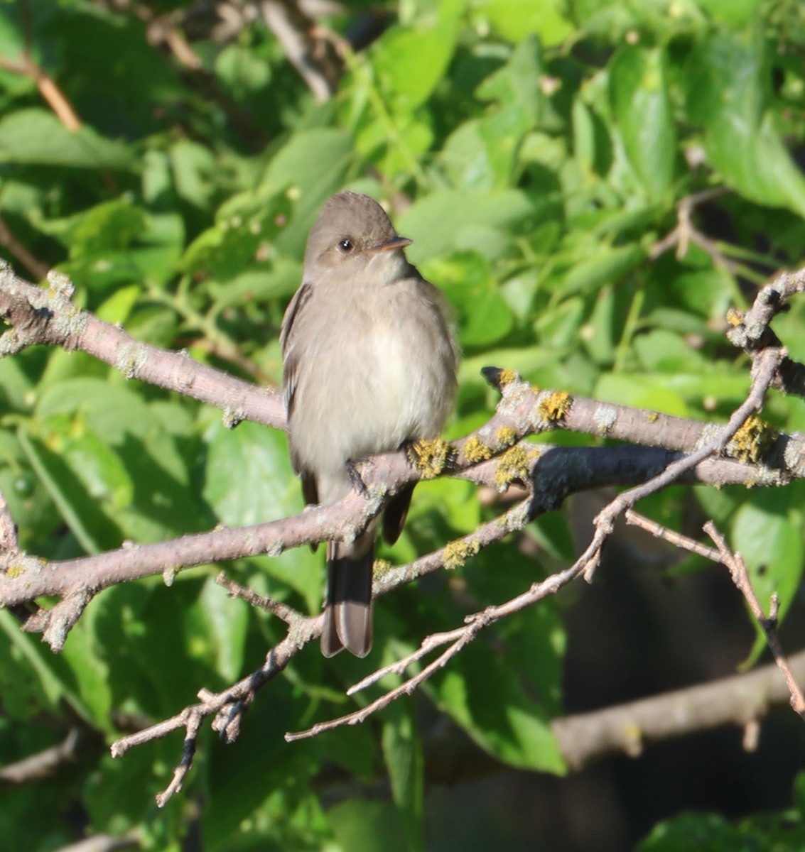 Western Wood-Pewee - Jacob C. Cooper