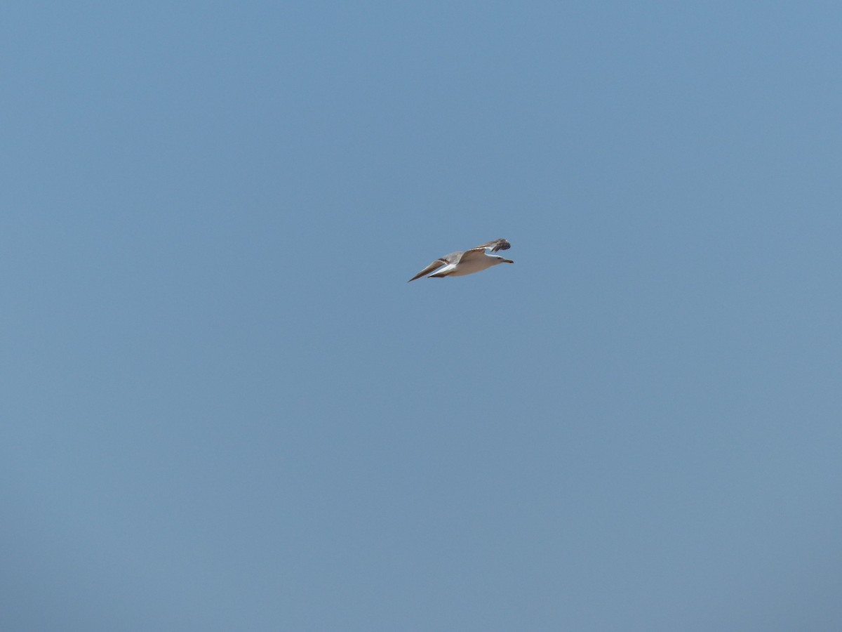 Yellow-legged Gull - Jorge López Álvarez