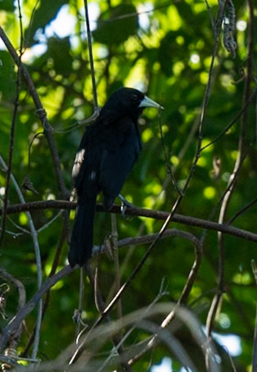 Solitary Black Cacique - Marcus Müller