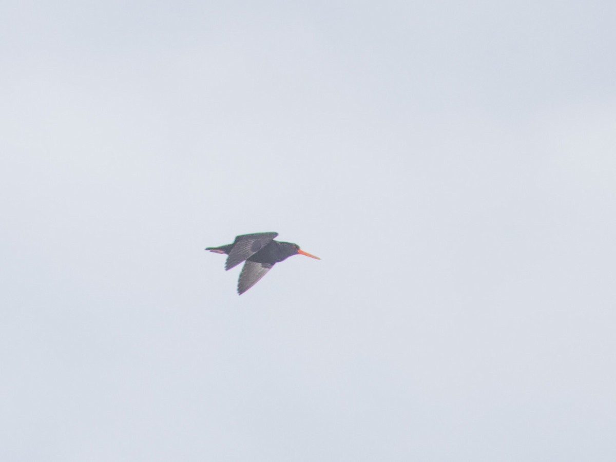 Variable Oystercatcher - Angus Wilson