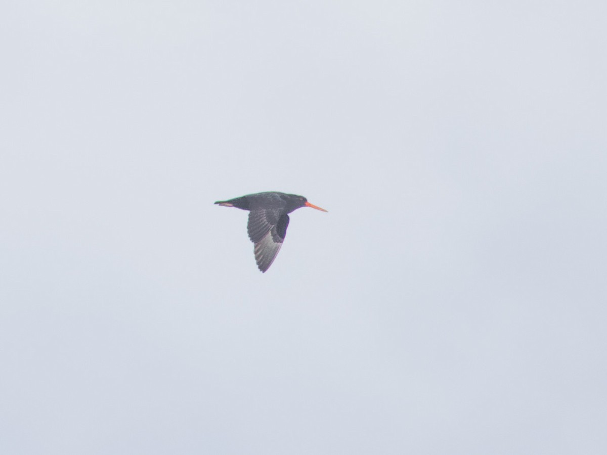 Variable Oystercatcher - Angus Wilson