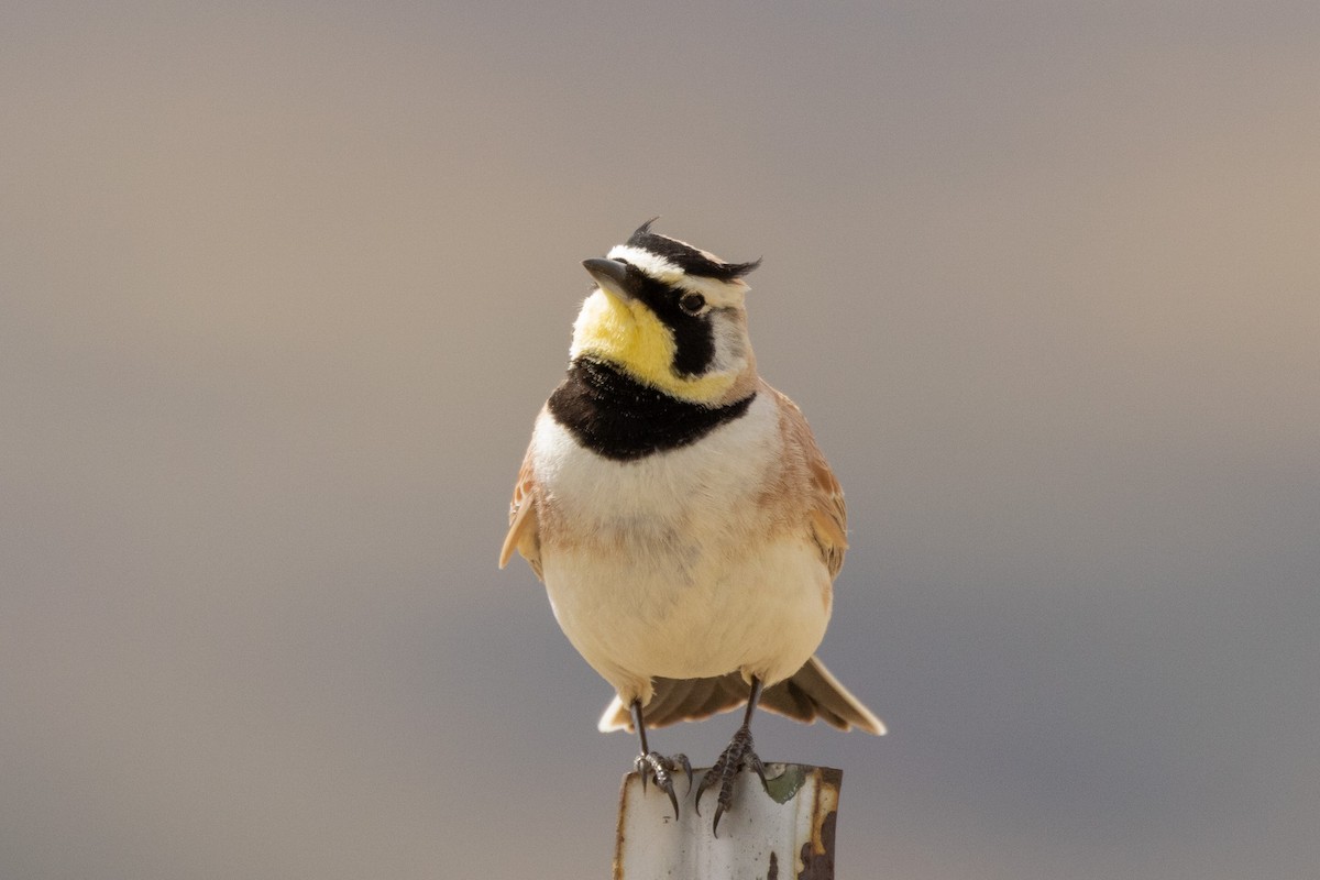 Horned Lark - ML619444223