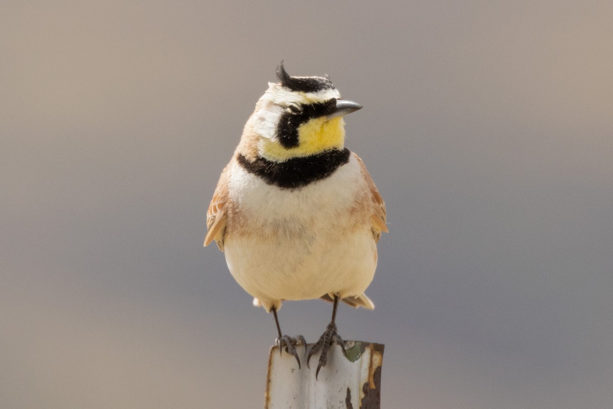 Horned Lark - Gordon Starkebaum