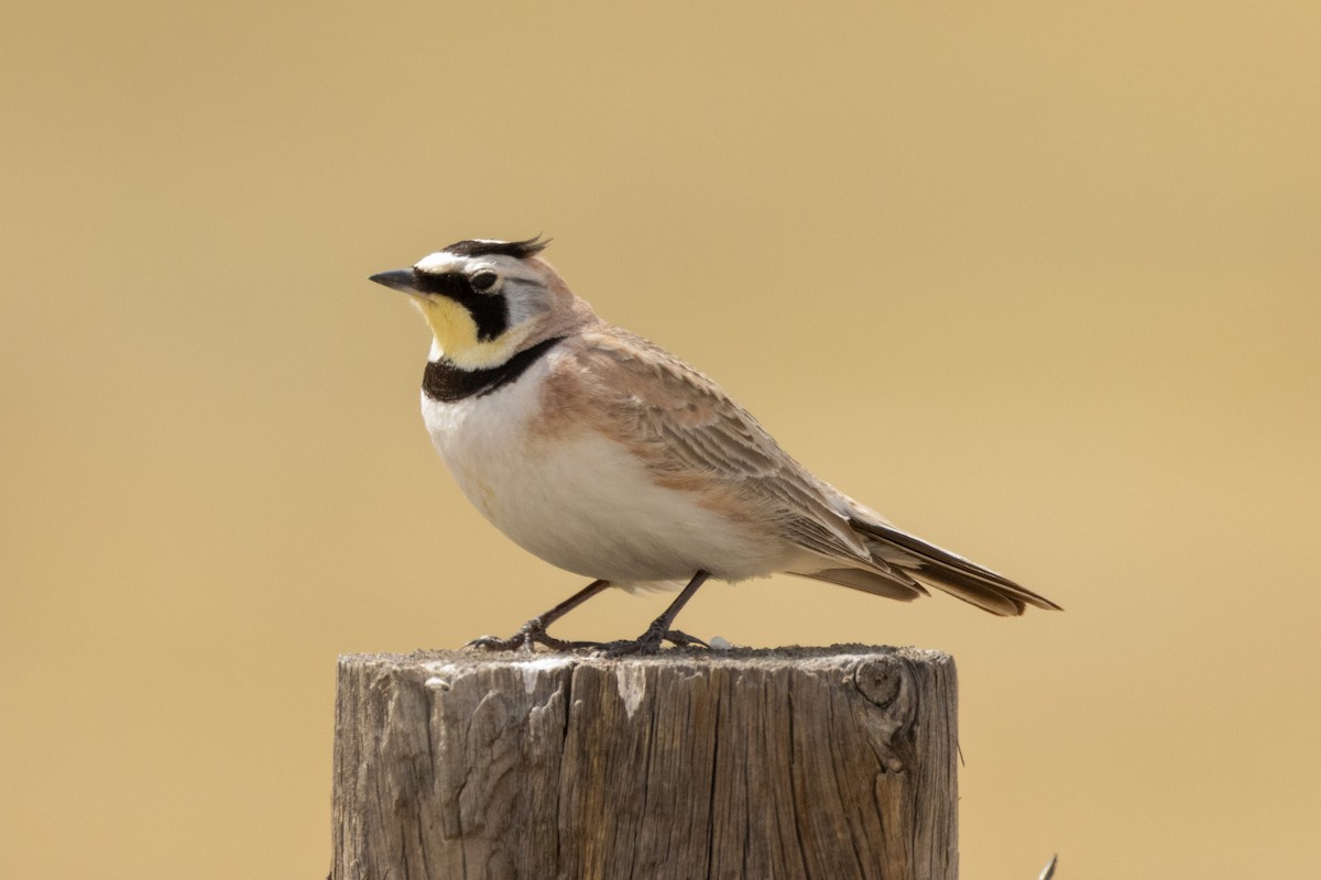 Horned Lark - Gordon Starkebaum