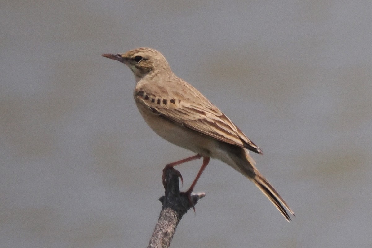 Tawny Pipit - Donna Pomeroy