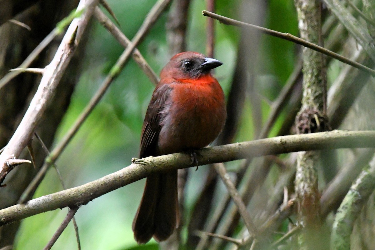 Red-throated Ant-Tanager (Red-throated) - Dan Bormann