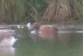 Cinnamon Teal - Dwight Porter