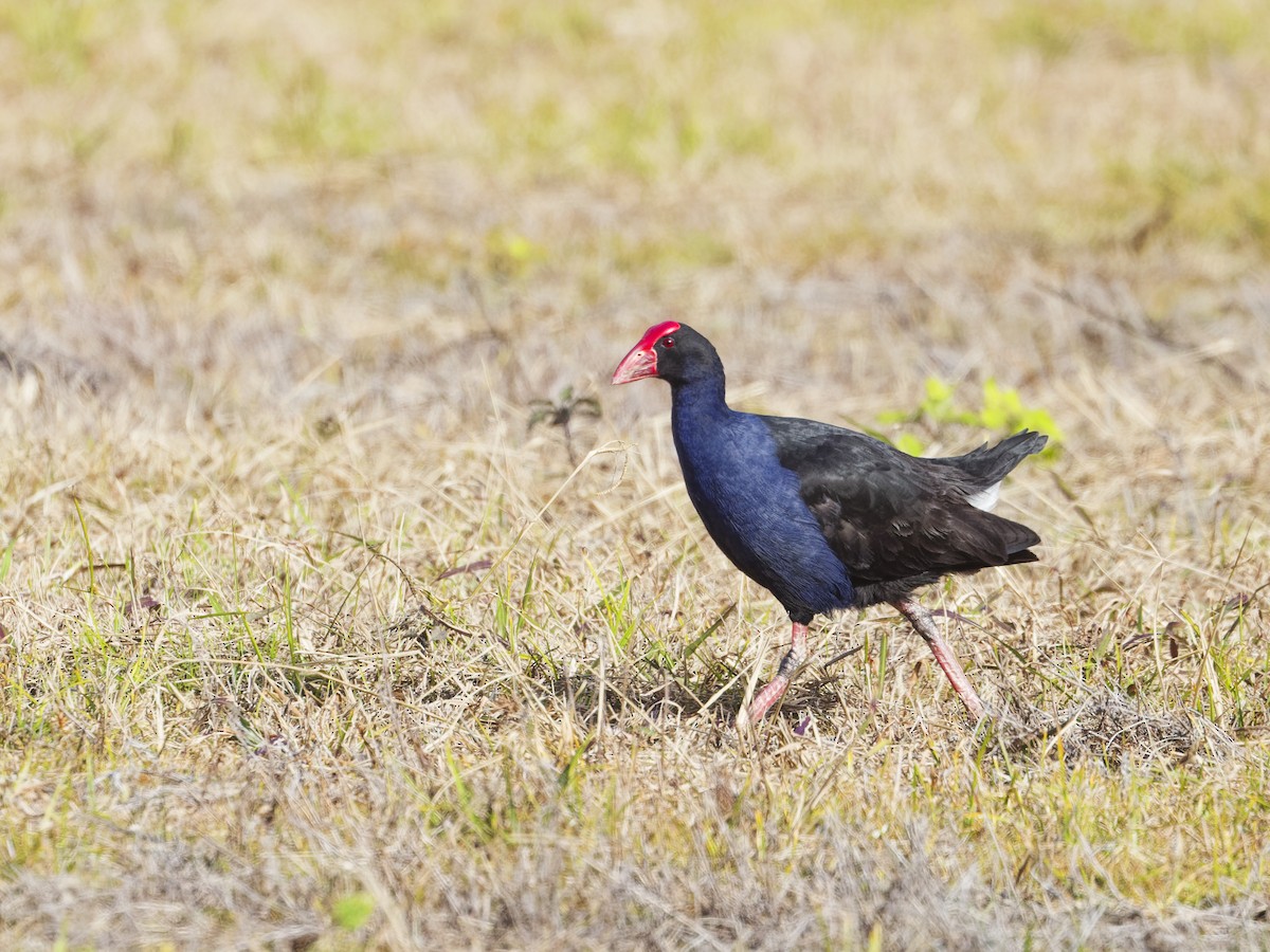 Australasian Swamphen - Angus Wilson