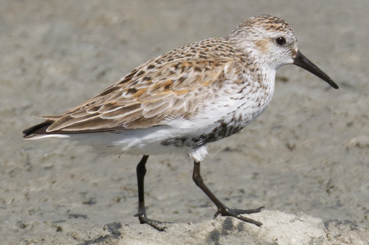 Dunlin (arctica) - ML619444239