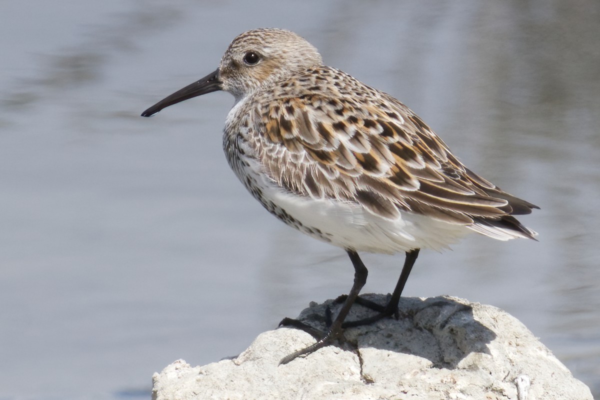 Dunlin (arctica) - ML619444246