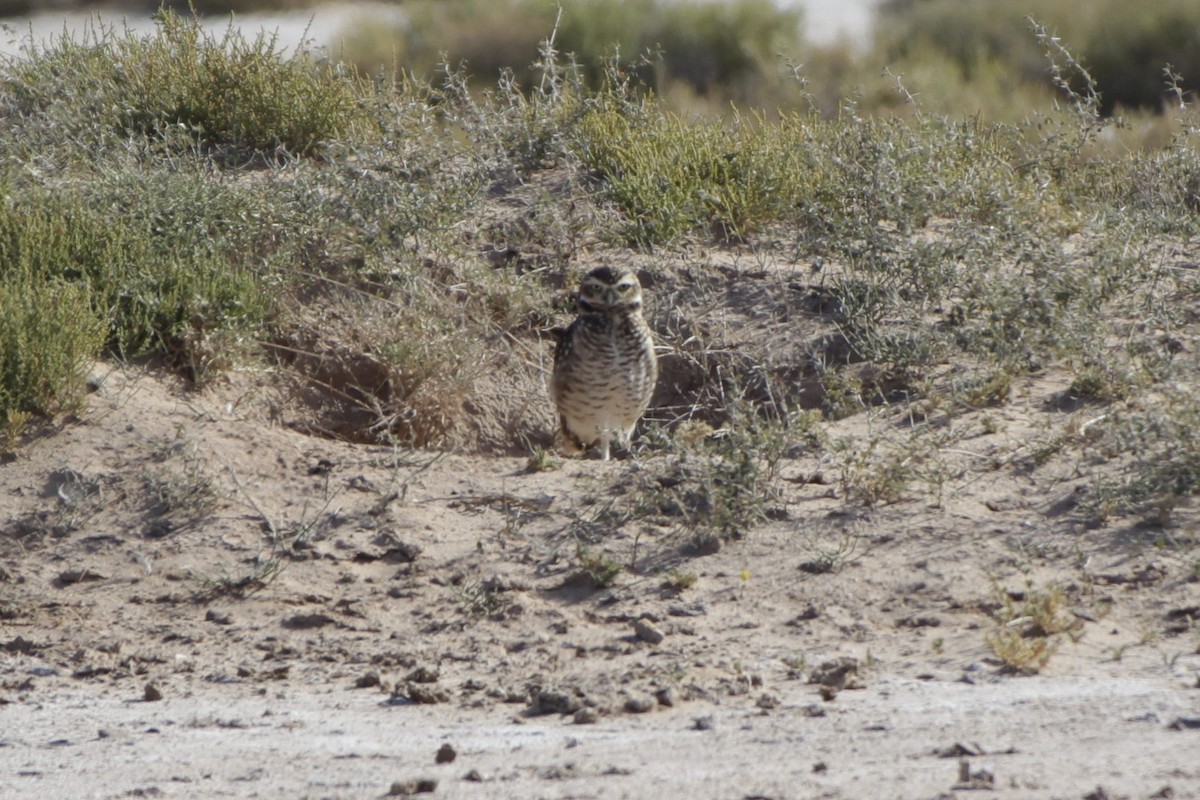 Burrowing Owl - Gabriel Carbajales