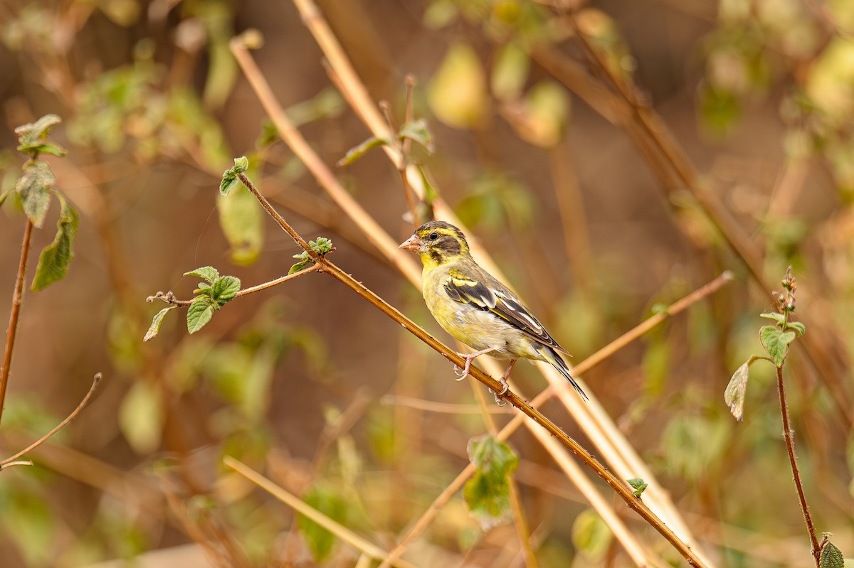 Yellow-breasted Greenfinch - Sudhir Paul
