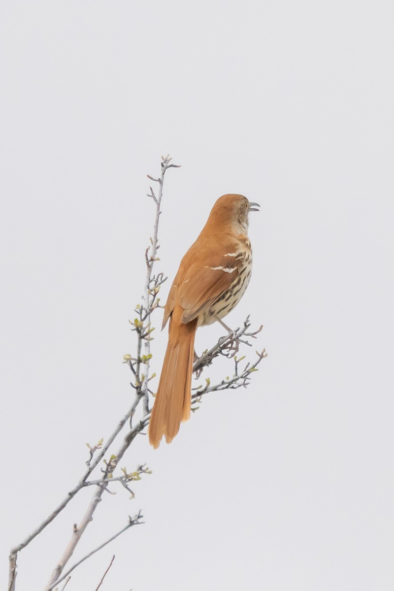 Brown Thrasher - ML619444252