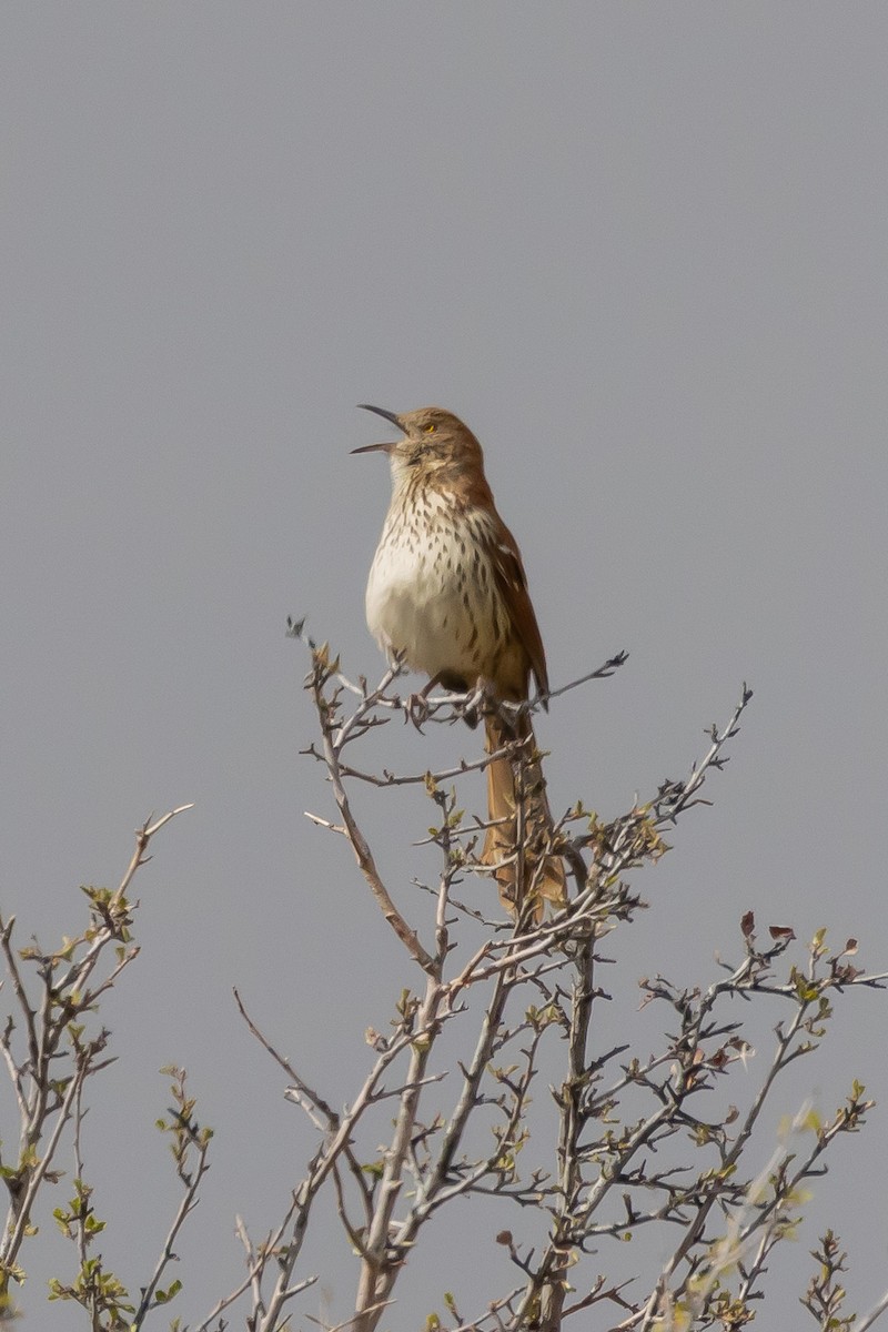 Brown Thrasher - ML619444254