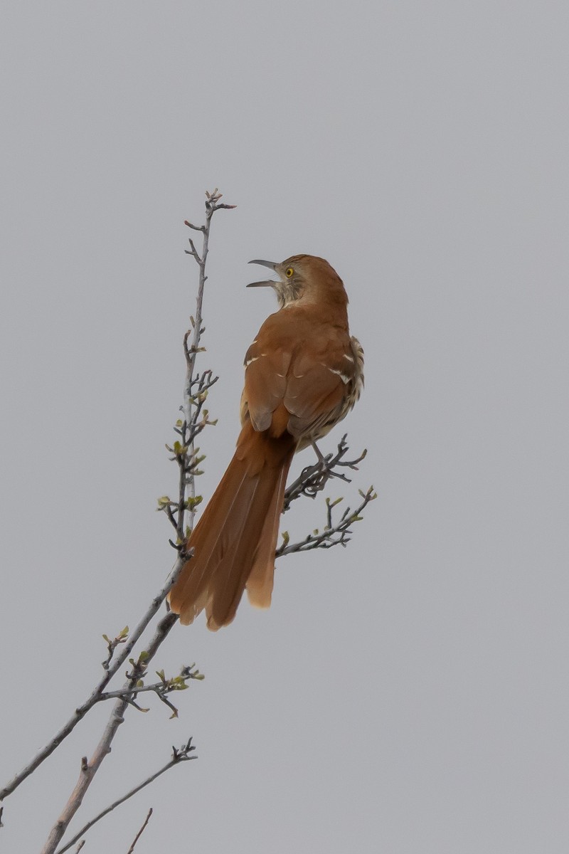 Brown Thrasher - Gordon Starkebaum