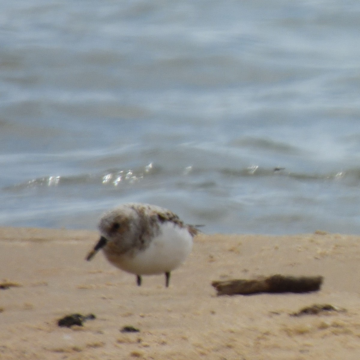 Sanderling - Julie D'Annunzio