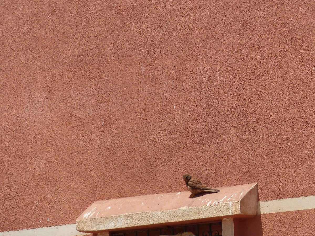 Lesser Kestrel - Jorge López Álvarez