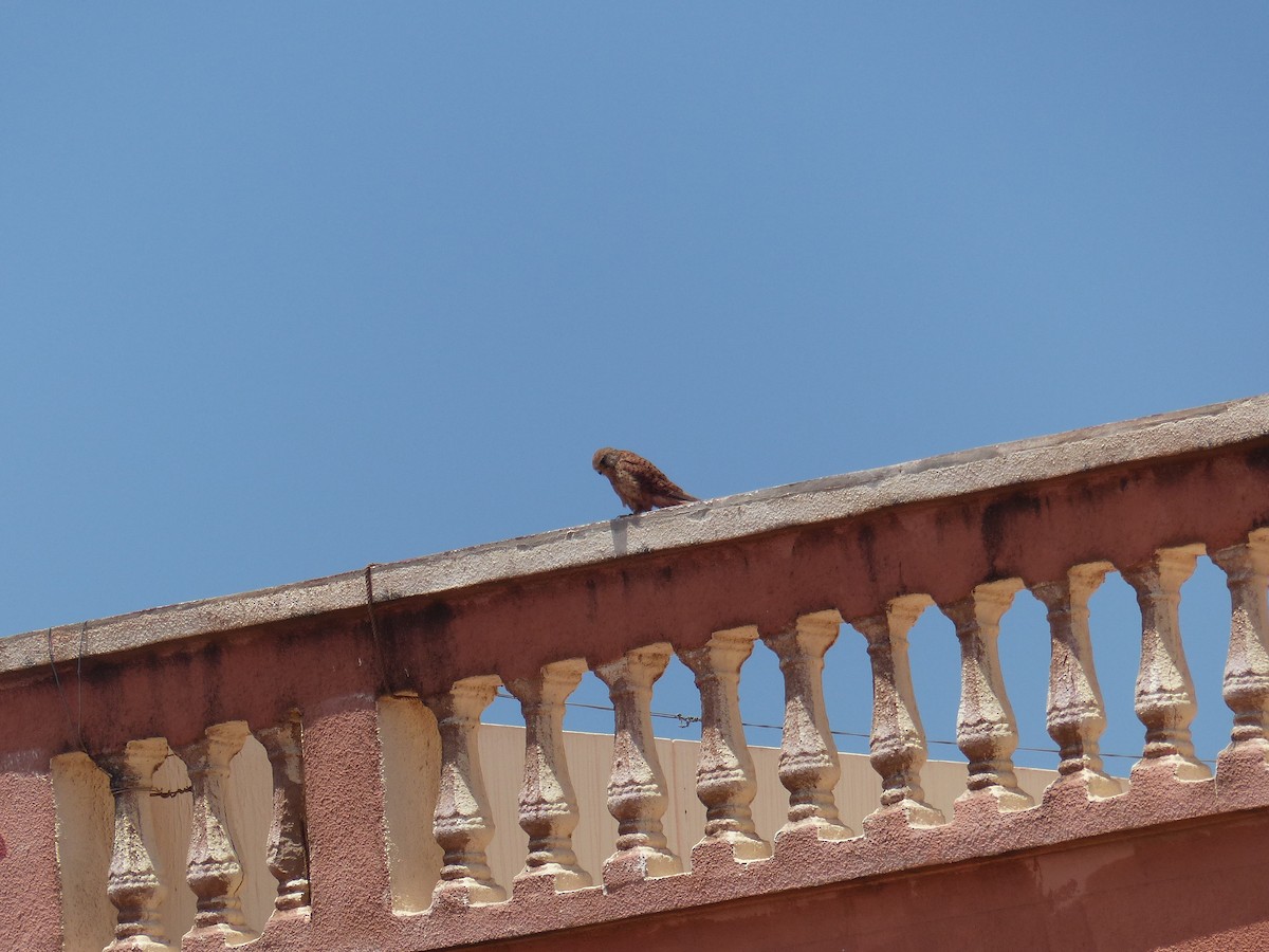 Lesser Kestrel - Jorge López Álvarez