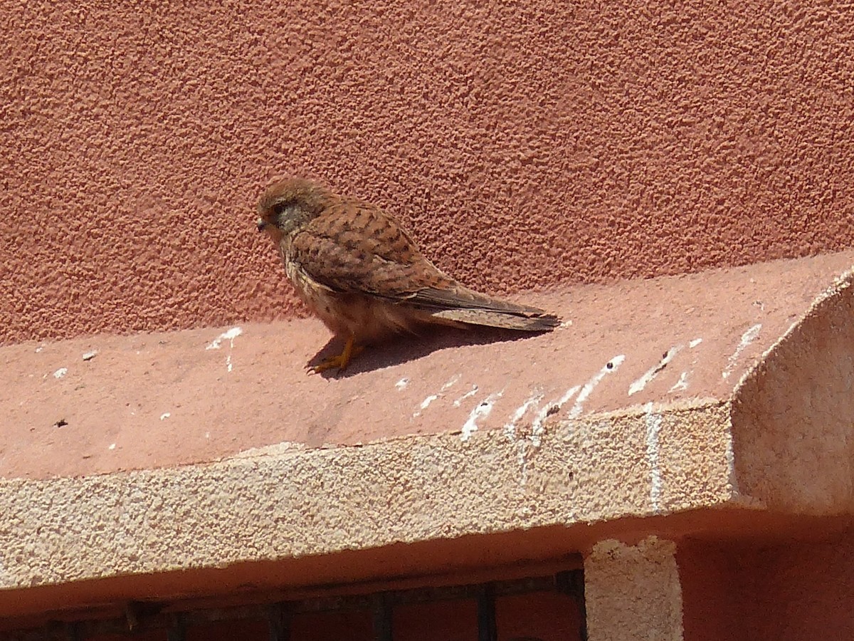 Lesser Kestrel - Jorge López Álvarez