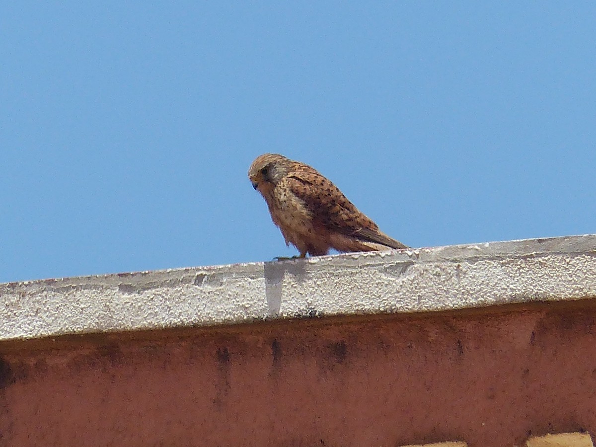 Lesser Kestrel - Jorge López Álvarez