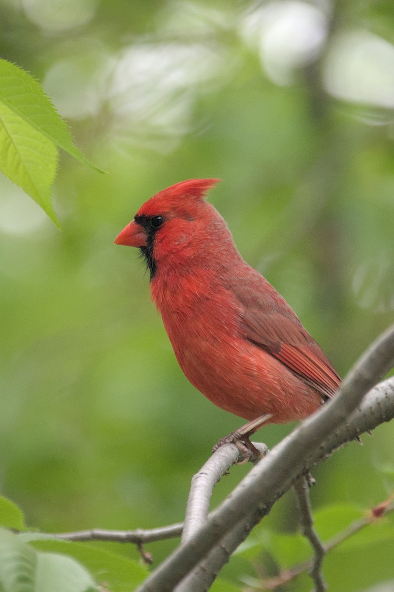 ショウジョウコウカンチョウ - ML619444276