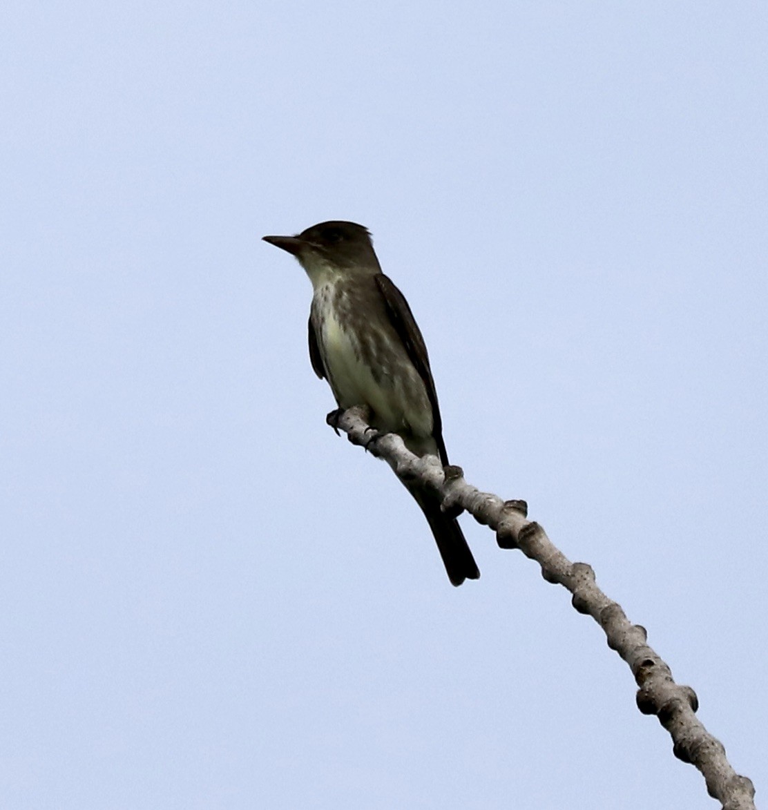 Olive-sided Flycatcher - ML619444285