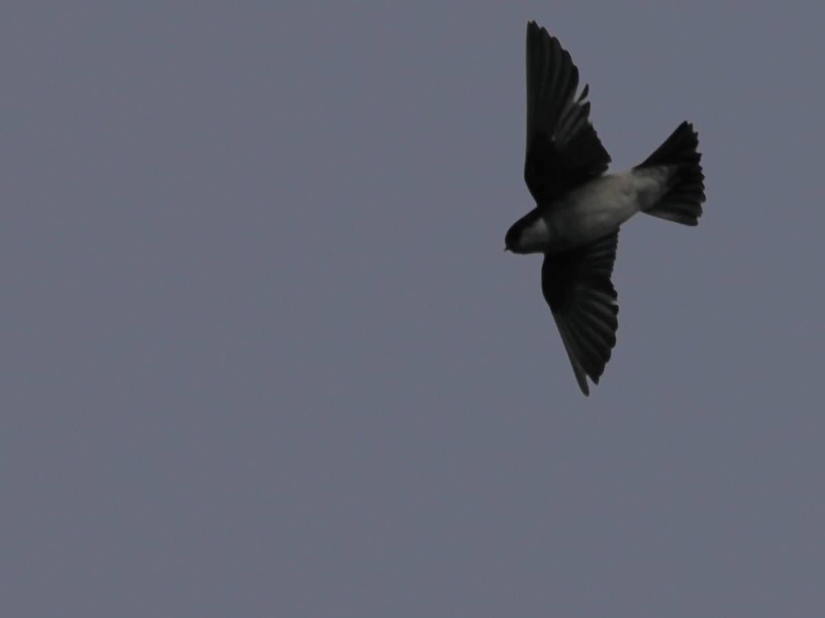 東方毛腳燕 - ML619444291