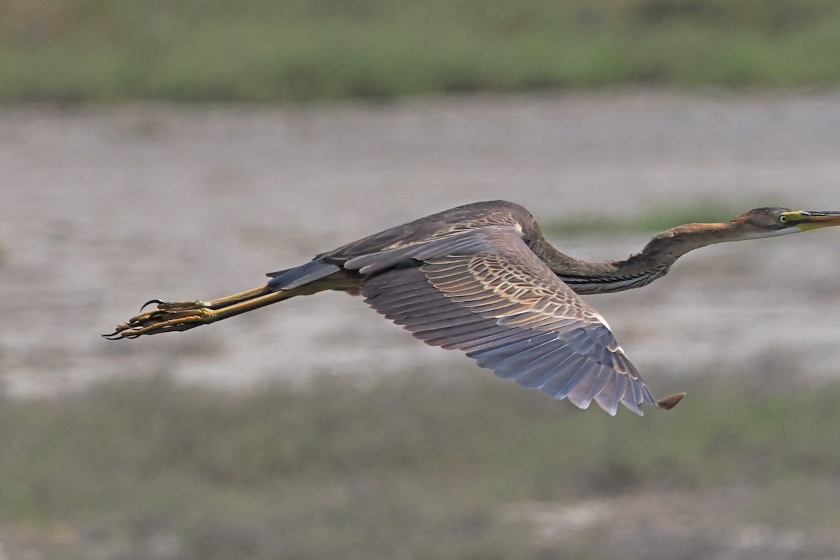 Purple Heron - Donna Pomeroy