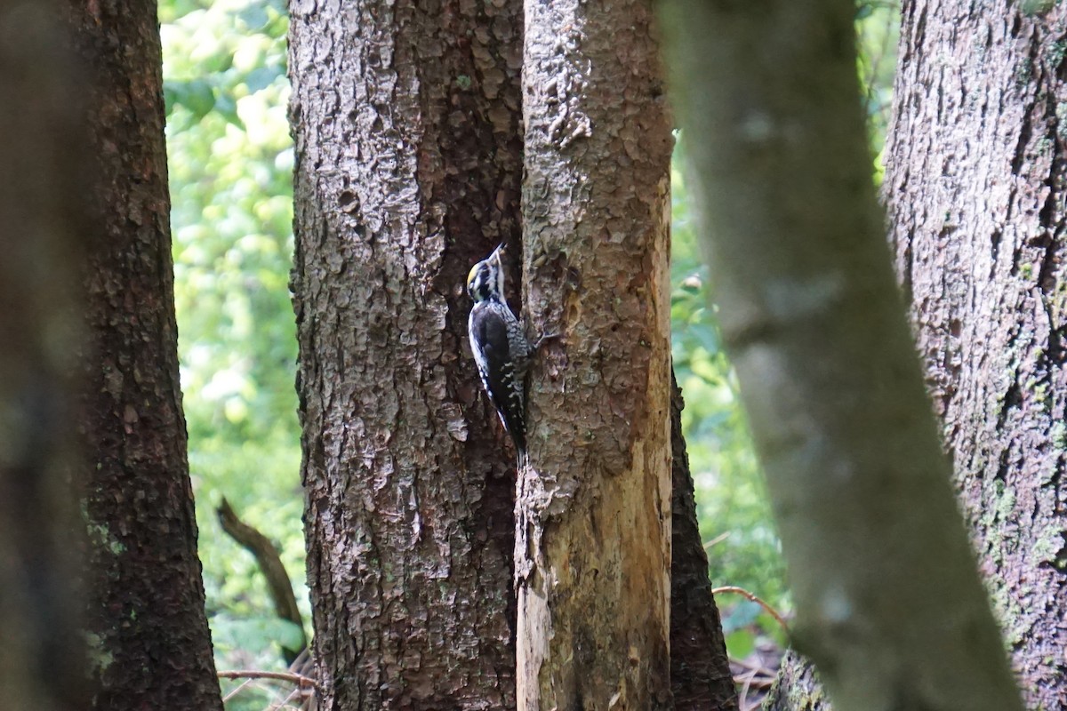 Eurasian Three-toed Woodpecker - ML619444301