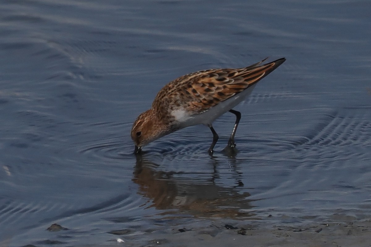 Little Stint - ML619444304