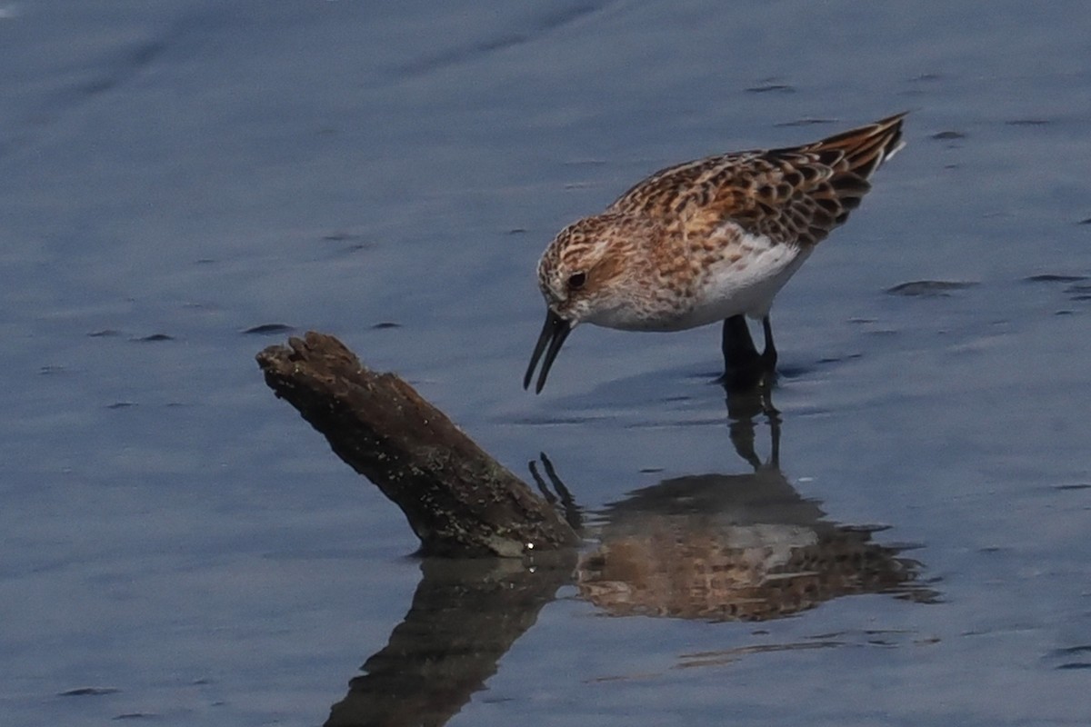 Little Stint - Donna Pomeroy