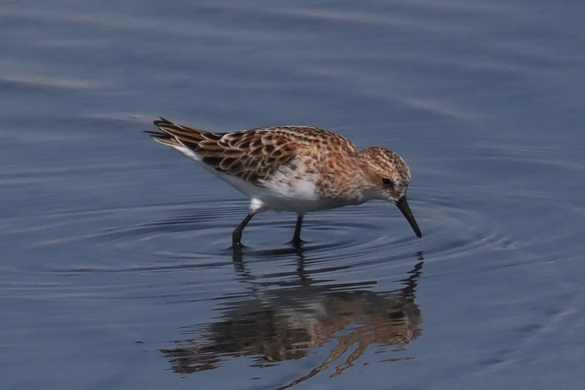 Little Stint - ML619444306