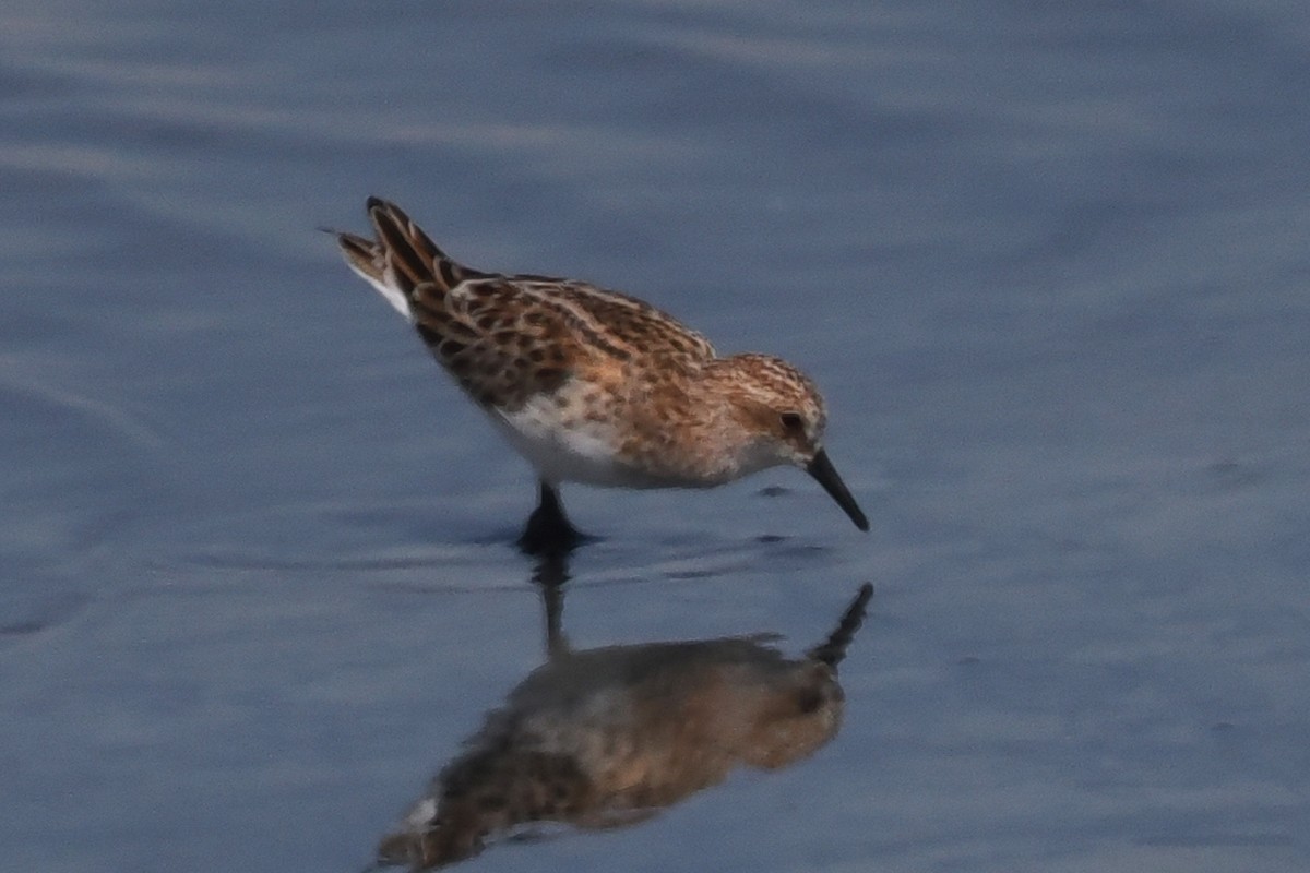 Little Stint - ML619444307