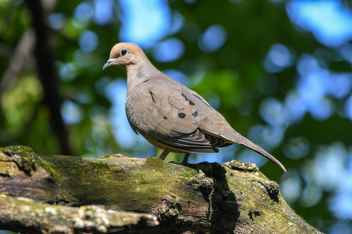 Mourning Dove - Holly Hilliard