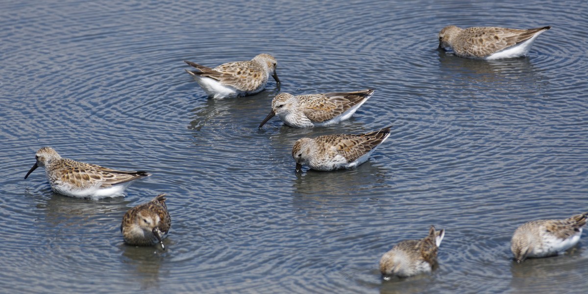 Dunlin (arctica) - ML619444318