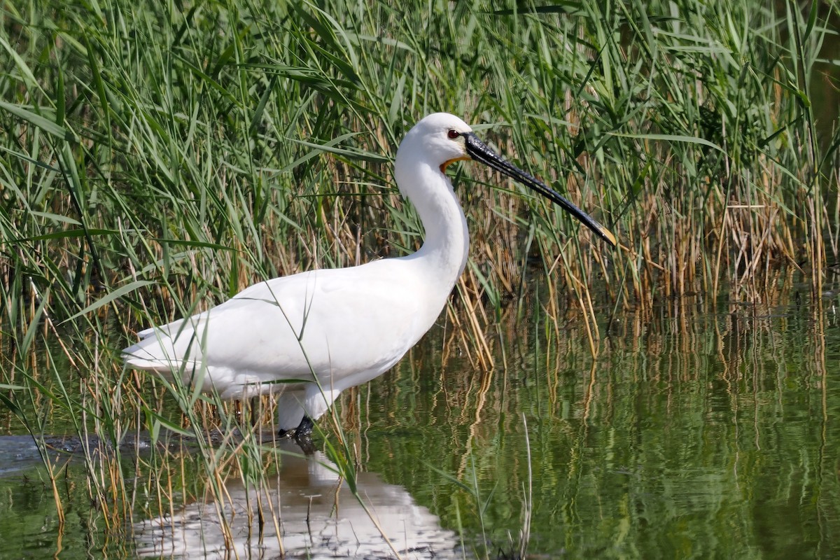 Eurasian Spoonbill - Donna Pomeroy