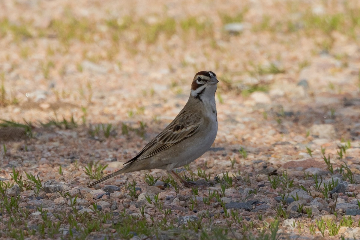 Lark Sparrow - ML619444326