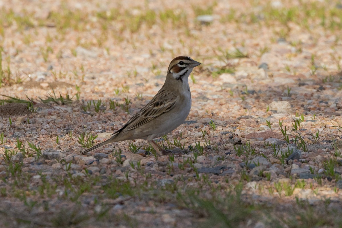 Lark Sparrow - ML619444327