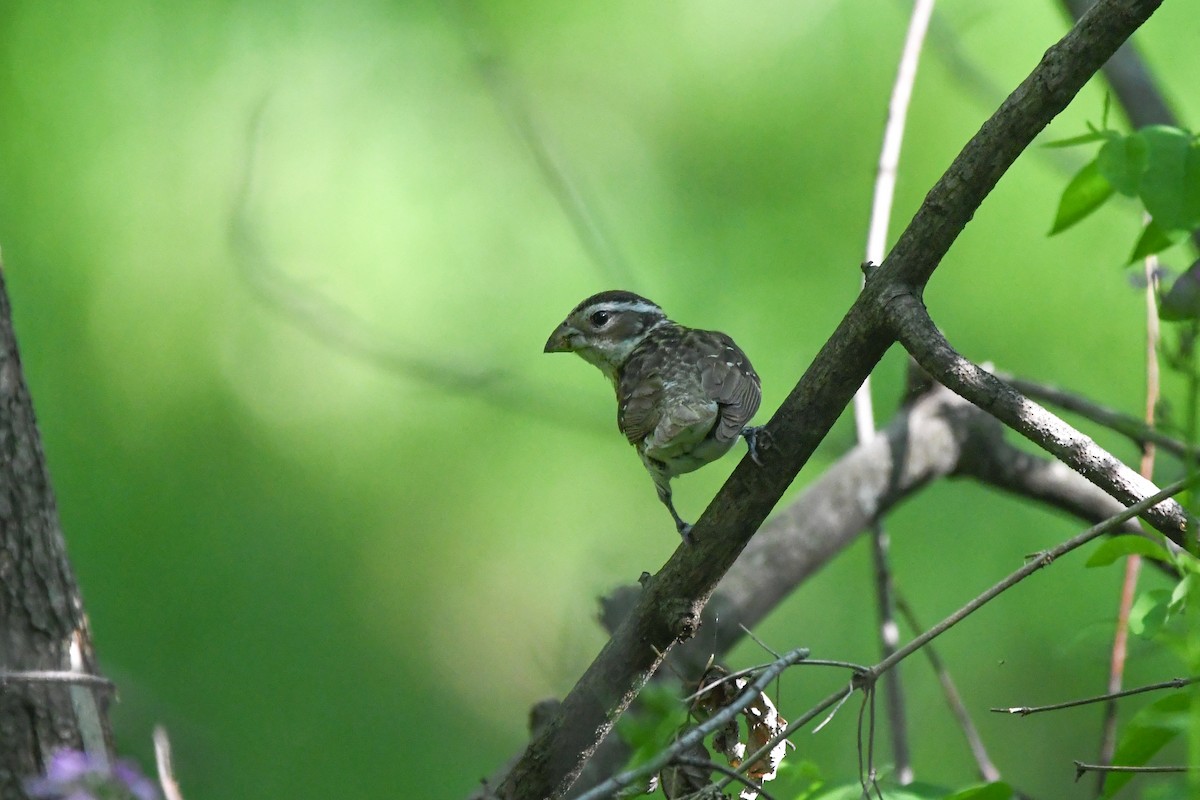 Rose-breasted Grosbeak - Holly Hilliard