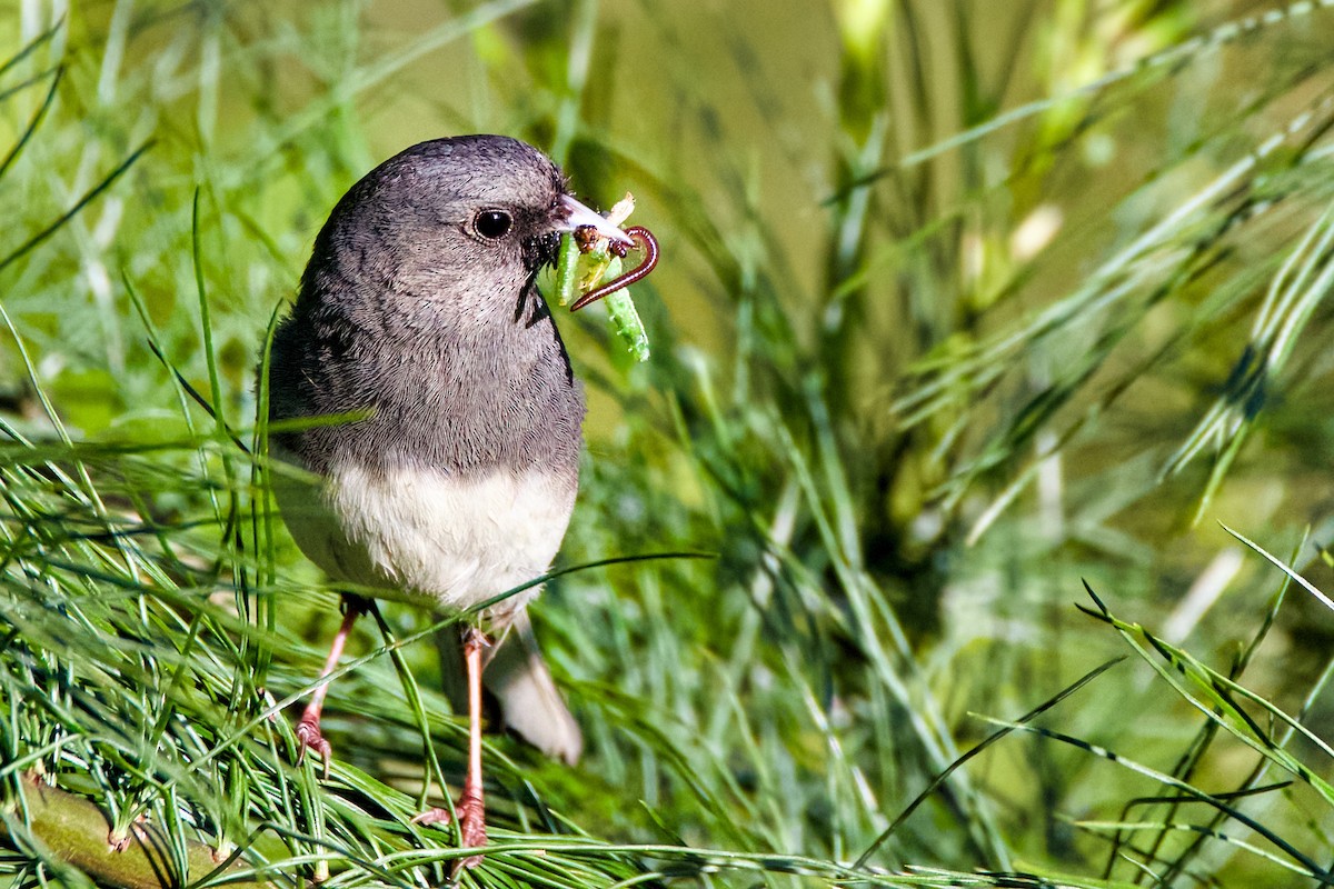 Dark-eyed Junco - John Frazier